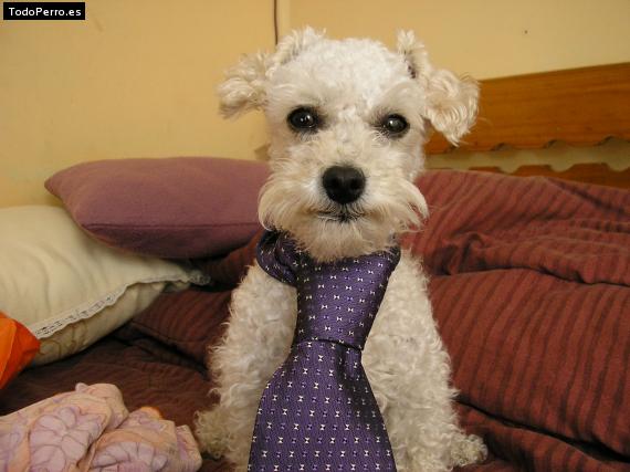 La foto del perro