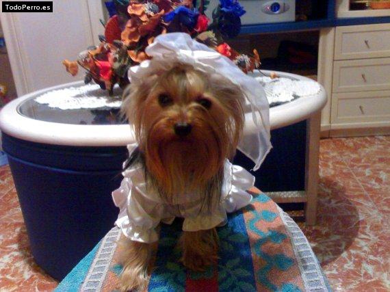 La foto del perro