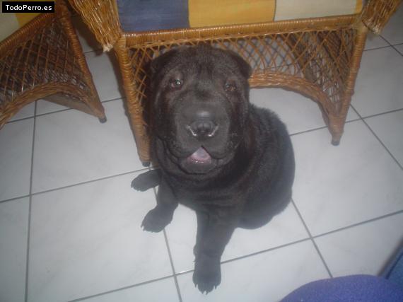 La foto del perro