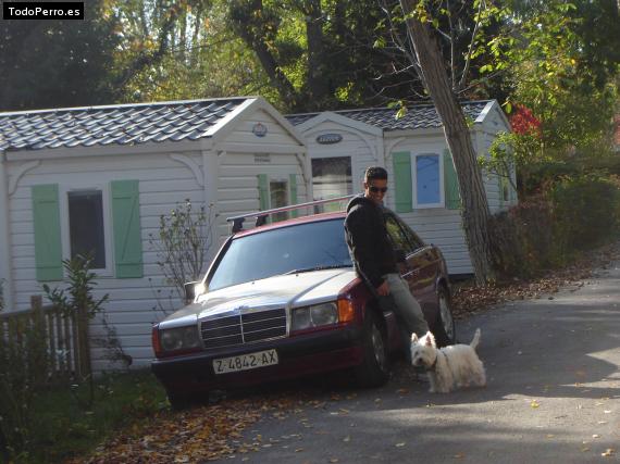 La foto del perro