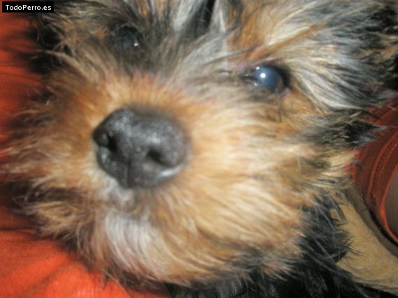 La foto del perro