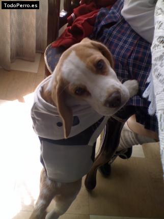 La foto del perro
