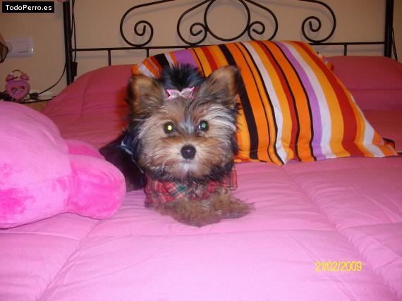 La foto del perro