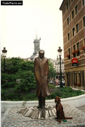 La foto del perro