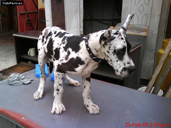 La foto del perro