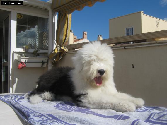 La foto del perro