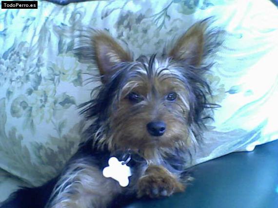 La foto del perro