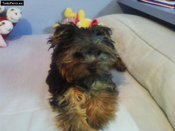 La foto del perro