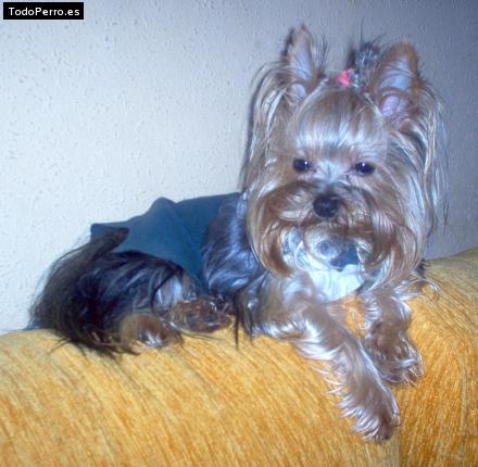La foto del perro