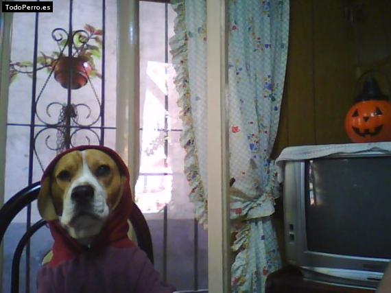 La foto del perro
