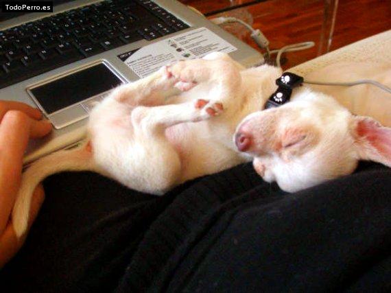 La foto del perro