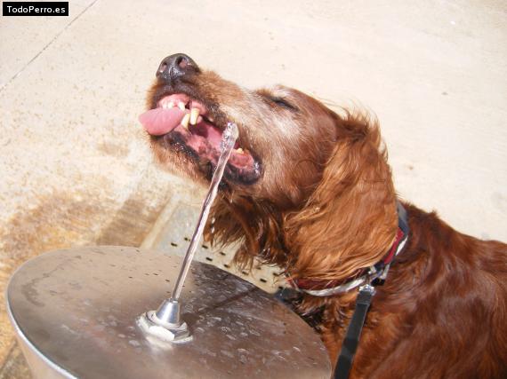 La foto del perro