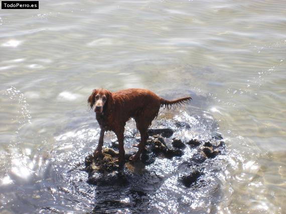 La foto del perro