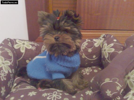 La foto del perro