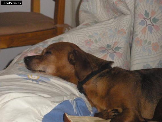 La foto del perro