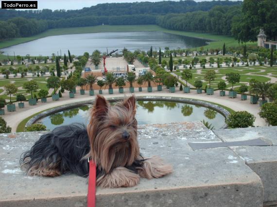 La foto del perro