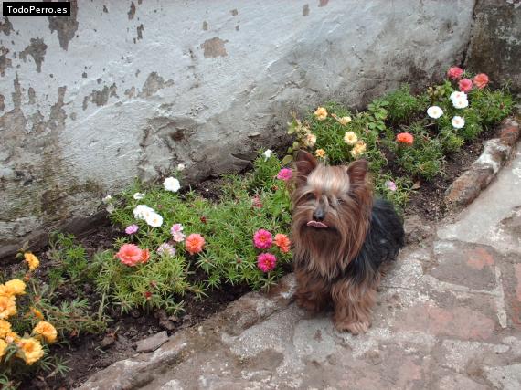 La foto del perro