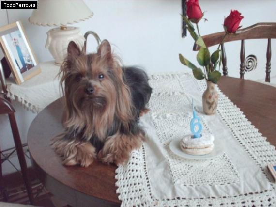 La foto del perro