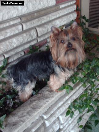 La foto del perro