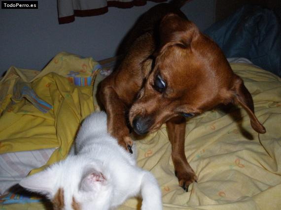 La foto del perro