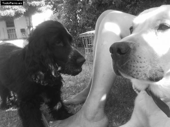 La foto del perro