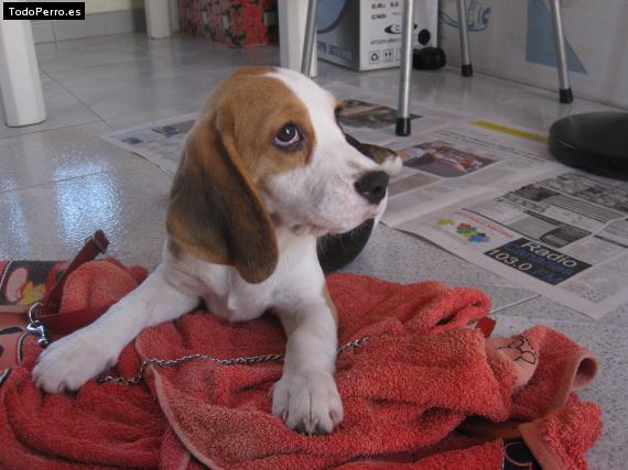 La foto del perro