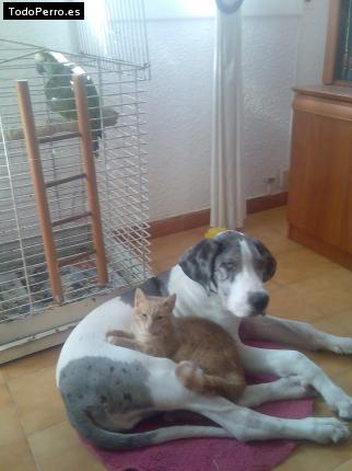 La foto del perro