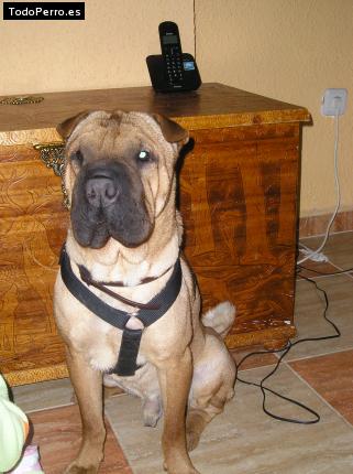 La foto del perro