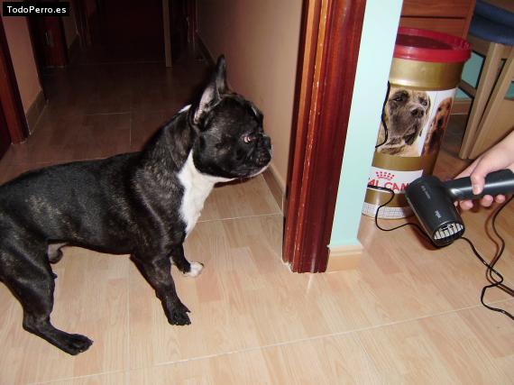 La foto del perro