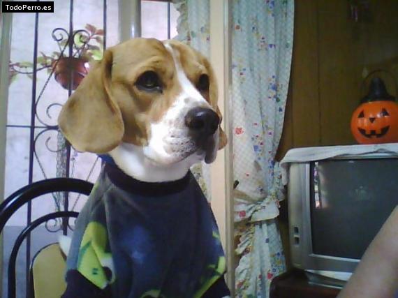 La foto del perro