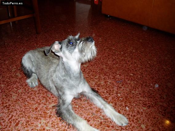 La foto del perro