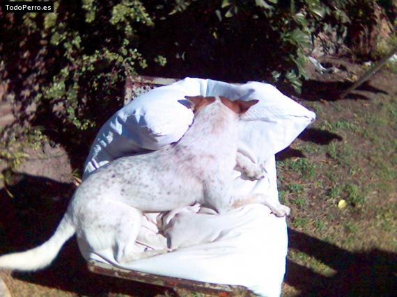 La foto del perro