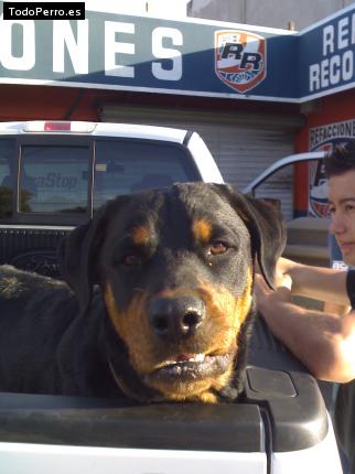 La foto del perro