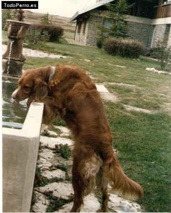 La foto del perro