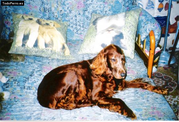 La foto del perro