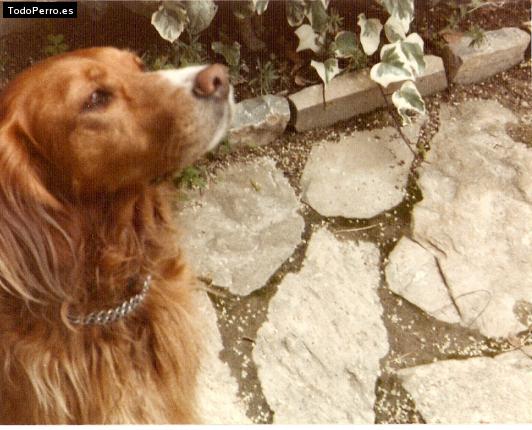 La foto del perro
