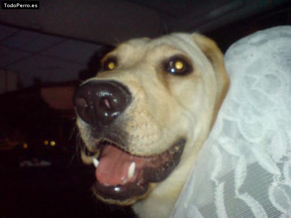 La foto del perro