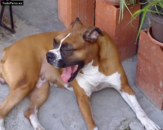 La foto del perro