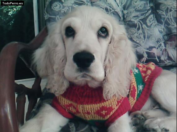 La foto del perro