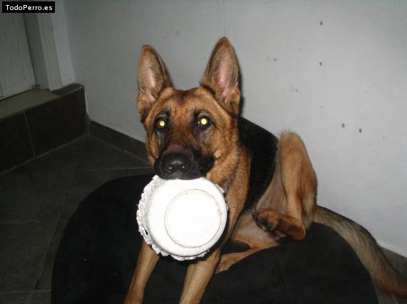 La foto del perro