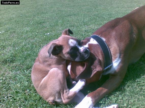 La foto del perro