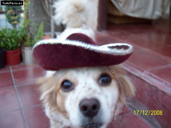 La foto del perro