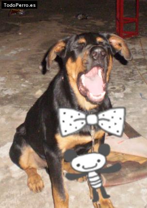 La foto del perro