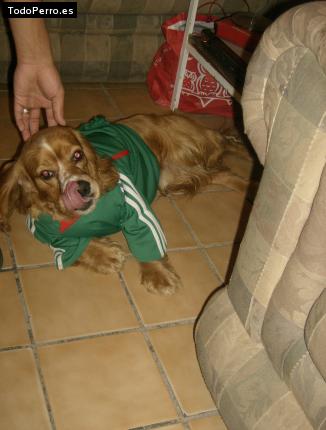 La foto del perro