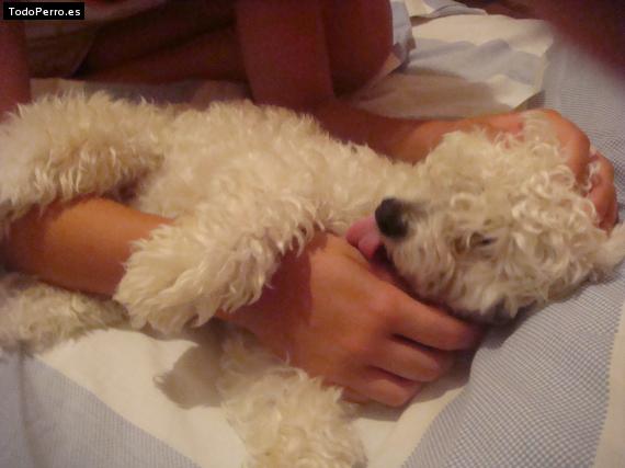 La foto del perro