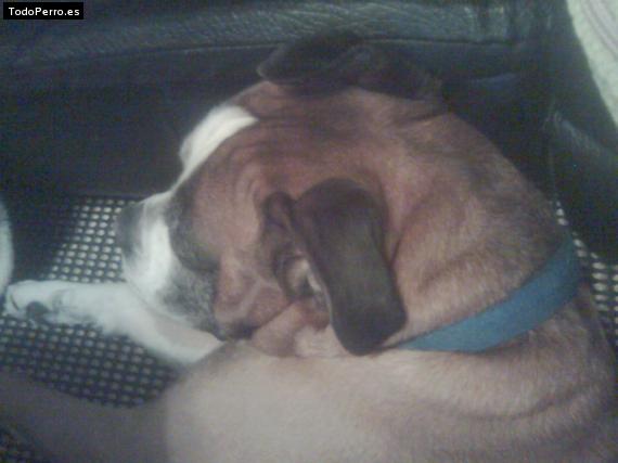 La foto del perro
