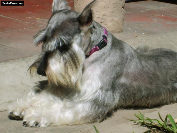 La foto del perro