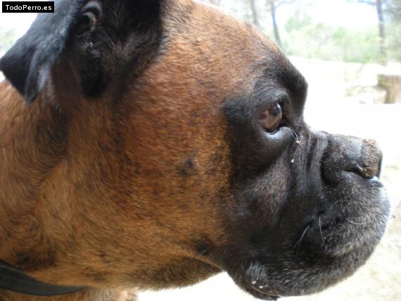 La foto del perro