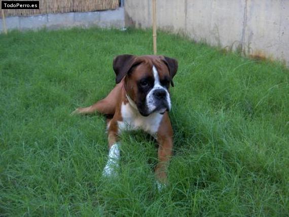 La foto del perro