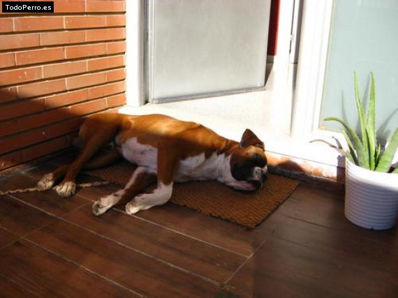 La foto del perro